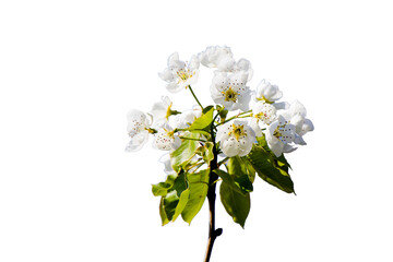 Spring time tree, white flowers on the branch, cherry tree blossoming time