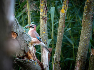 Zimorodek, kingfisher portret bokeh tło na gałązce  © Adrian