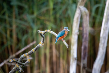 Zimorodek, kingfisher portret bokeh tło na gałązce 