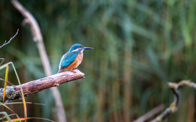 Zimorodek, kingfisher portret bokeh tło na gałązce 
