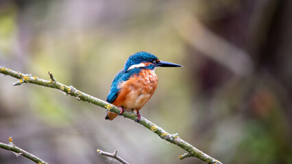 Zimorodek, kingfisher portret bokeh tło na gałązce 