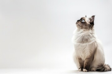 Obraz premium A domestic cat sits on the floor gazing upwards