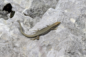 Montenegro-Spitzkopfeidechse, Prokletije-Gebirgseidechse // Prokletije rock lizard (Dinarolacerta montenegrina) - Nationalpark Prokletije, Montenegro