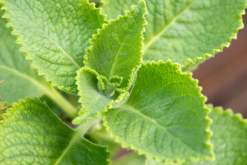 Green Indian borage in garden
