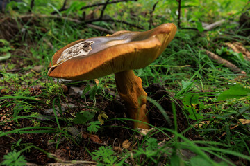 Giant wild amanita caesarea, orange mushroom, edible in forest of China