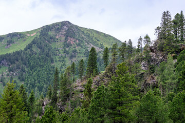 bewaldete Berge in den Alpen