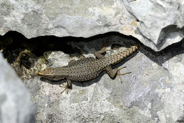 Montenegro-Spitzkopfeidechse, Prokletije-Gebirgseidechse // Prokletije rock lizard (Dinarolacerta montenegrina) - Nationalpark Prokletije, Montenegro