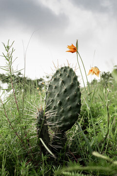 Tranquil cacti and wildflowers against a moody sky