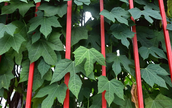 Green leaves of Cnidoscolus chayamansa or Chaya behind metal fence. Another name is Tree spinach, Maxican Tree Spinach.
