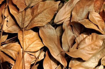 Dry leaves nature background texture pattern