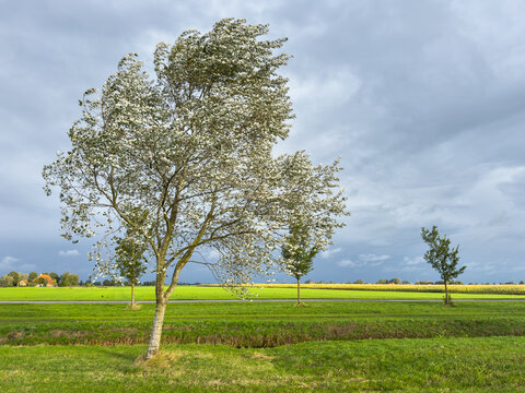 Typical Frisian landscape in autumn with dark brooding ominous storm cloud sky and bright sunlit green grass field with historic red tiled roof farm, bending tree and corn field