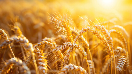 Close-up of golden wheat field with sun shine at the end. Beautiful nature background. Autumn harvest season. Agriculture and farming concept
