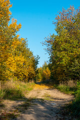 Blue sky with white clouds over the crown of a tree with red and yellow leaves. High quality photo