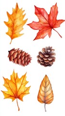 Watercolor Autumn hand painted pine cone,autumn leaves,dry leaves,watercolor botanical illustration,For fall autumn season,fall hand drawing,Floral illustrations for logo,invitation,nature elements.