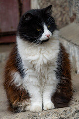 A black and white cat calmly sits near a concrete wall on the street