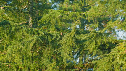 Beautiful Green Spruce Tree In Nature. Fresh Green Fir Needles On A Christmas Tree Branch In The...
