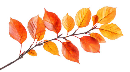 Naklejka premium Vibrant orange and red autumn leaves branch isolated on white background