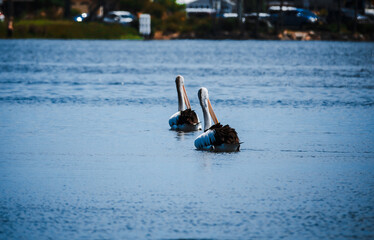 The photo shows a lakeside view located in Ken Lambkin Reserve