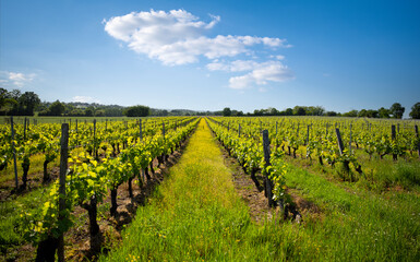 Paysage viticole dans les vignes de France en automne.