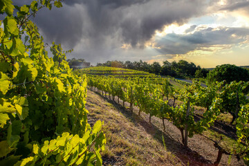 Naklejka premium Paysage viticole dans les vignes de France en automne.