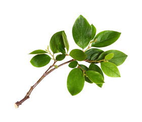 Fresh branch with green leaves isolated on white or transparent background