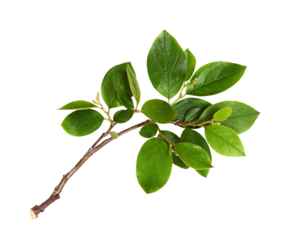Fresh branch with green leaves isolated on white or transparent background