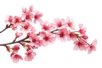 Pink cherry blossom on white background, isolated Sakura tree branch - generative ai