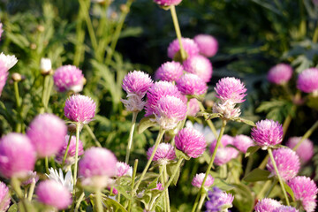 Pink globe amaranth flowers (Gomphrena) growing in a garden.  The image is taken in natural daylight, highlighting the soft pink tones of the flowers.