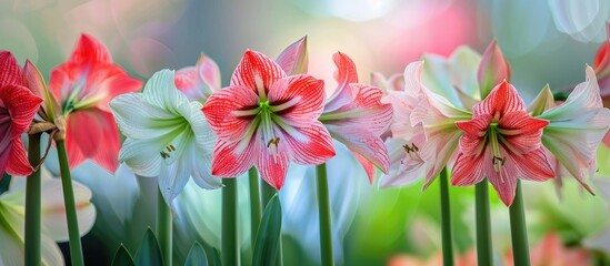 Obraz premium Flower Garden Of Cluster Amaryllis
