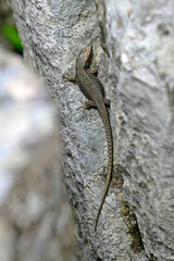 Prokletije rock lizard (Dinarolacerta montenegrina) - Prokletije National Park , Montenegro