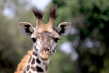 Giraffen im Masai Mara Nationalpark - Kenia 