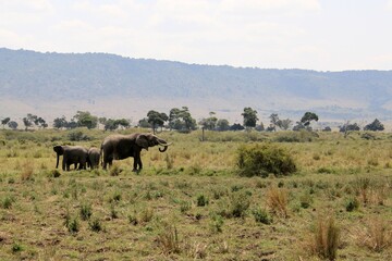 Fototapeta premium Elefanten im Mansa Mara Nationalpark 