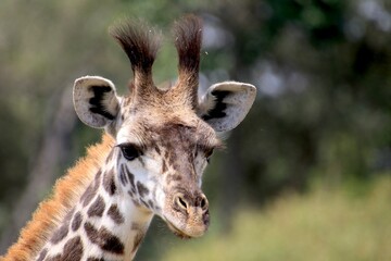 Giraffen im Masai Mara Nationalpark - Kenia 