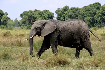 Fototapeta premium Elefanten im Mansa Mara Nationalpark 