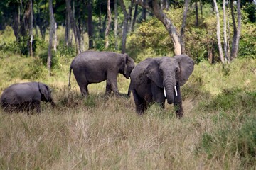 Fototapeta premium Elefanten im Mansa Mara Nationalpark 