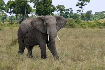 Elefanten im Mansa Mara Nationalpark 