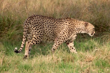Gepard n Kenia 