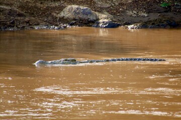 Fototapeta premium Krokodil im Masai Mara River, Kenia