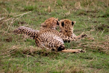 Geparden im Masai Mara Nationalpark, Kenia 