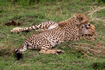 Geparden im Masai Mara Nationalpark, Kenia  © Bärbel