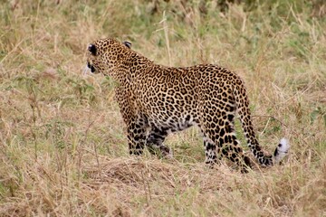 Geparden im Masai Mara Nationalpark, Kenia 
