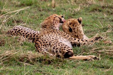 Geparden im Masai Mara Nationalpark, Kenia  © Bärbel
