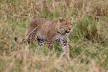 Leopard im Masai Mara Nationalpark, Kenia  © Bärbel
