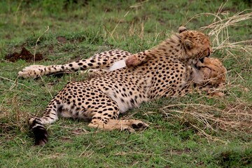 Geparden im Masai Mara Nationalpark, Kenia  © Bärbel