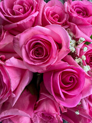 pink roses
