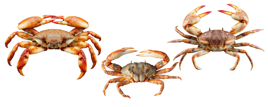 Crab PNG, crab PNG transparent images, red crab isolated on white, Crab set images, Crab collection images,