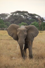 Obraz premium Elefanten