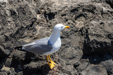 Seagull standing on volcanic rock looking right