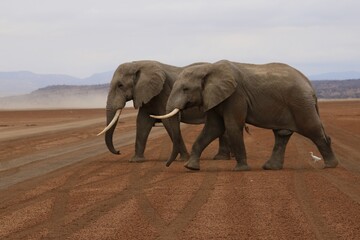 Elefanten © Bärbel