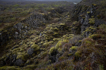 Moss-covered lava field at Thingvellir National Park, Hrafnagjá fault, Iceland